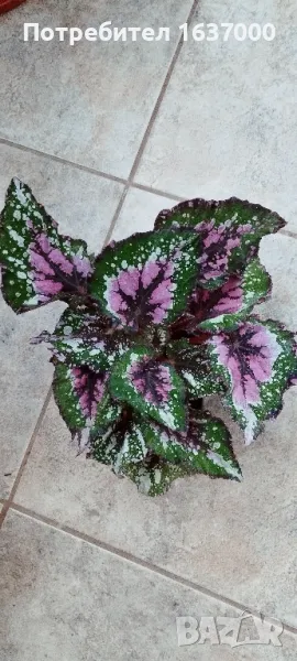 Бегония Alasca creek, снимка 1