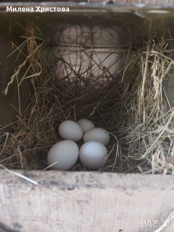 Яйца за люпене от бял легхорн, снимка 1