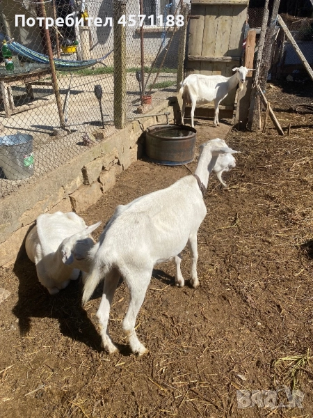 4 Кози, снимка 1