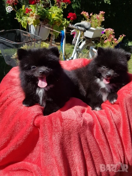 Померан померанчета Гр. София, снимка 1