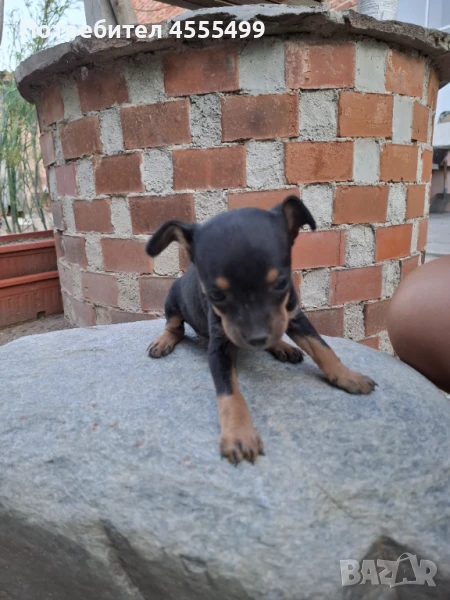 Мини пинчери, снимка 1