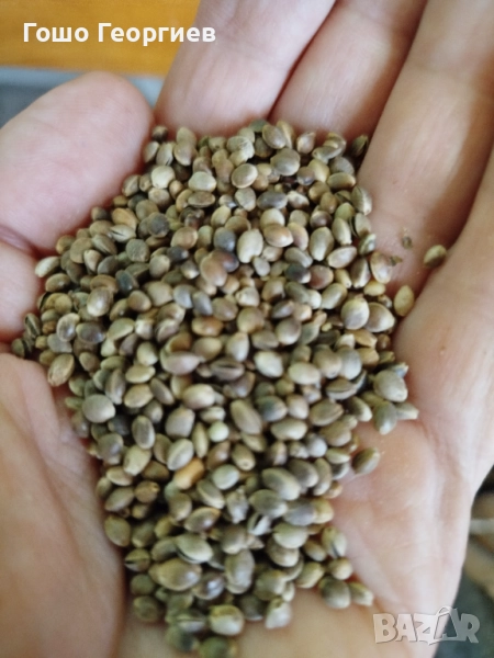 Продавам конопено семе.небелено, снимка 1