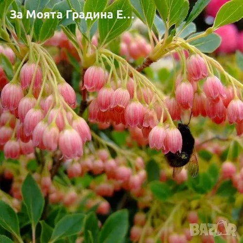 Енкиантус, снимка 1