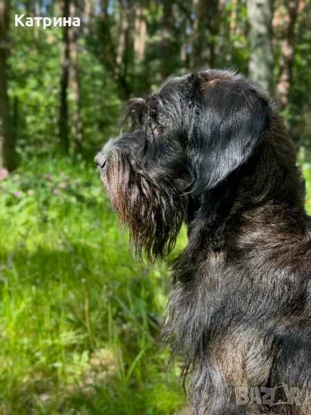 Женски Schnocker/Шнокер (микс с кокер шпаньол) си търси мъж, снимка 1