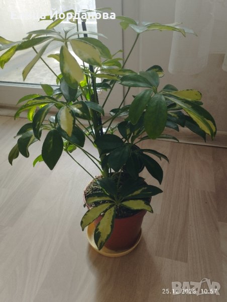 Пъстра шефлера, снимка 1