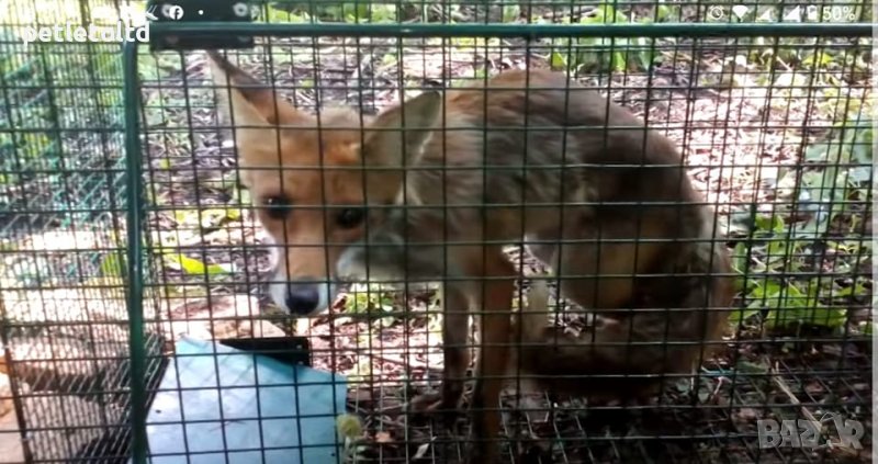 Капан тип клетка за хуманно залавяне на див хищник - 100% ефективност, снимка 1