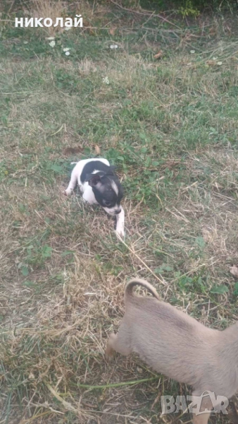 Свободни кучета чихуахуа , снимка 1