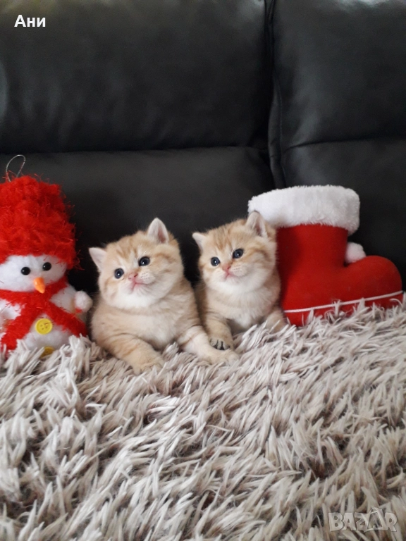  Златни Британски Сладурчета , снимка 1