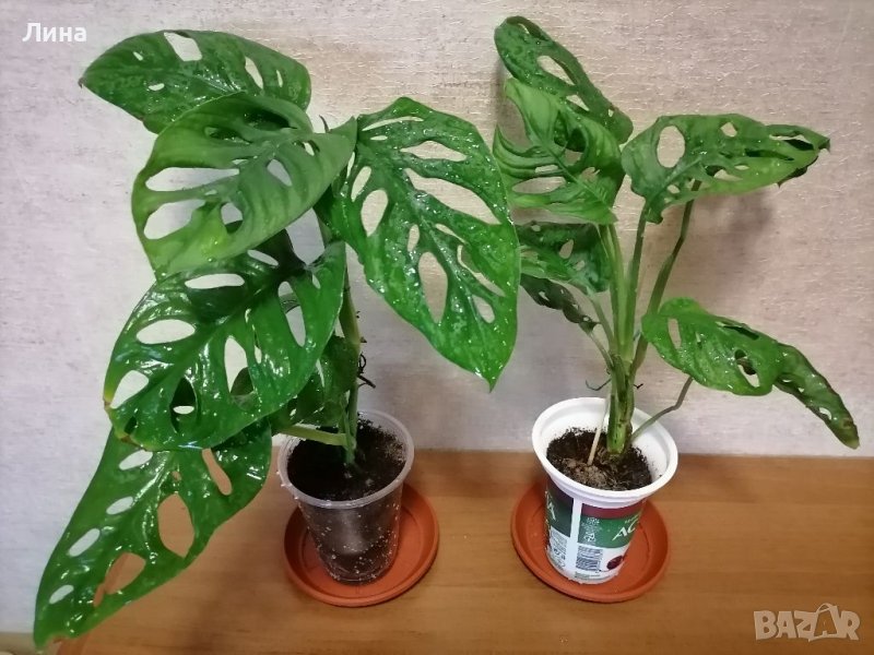 Монстера адансонии/Monstera adansonii/, снимка 1