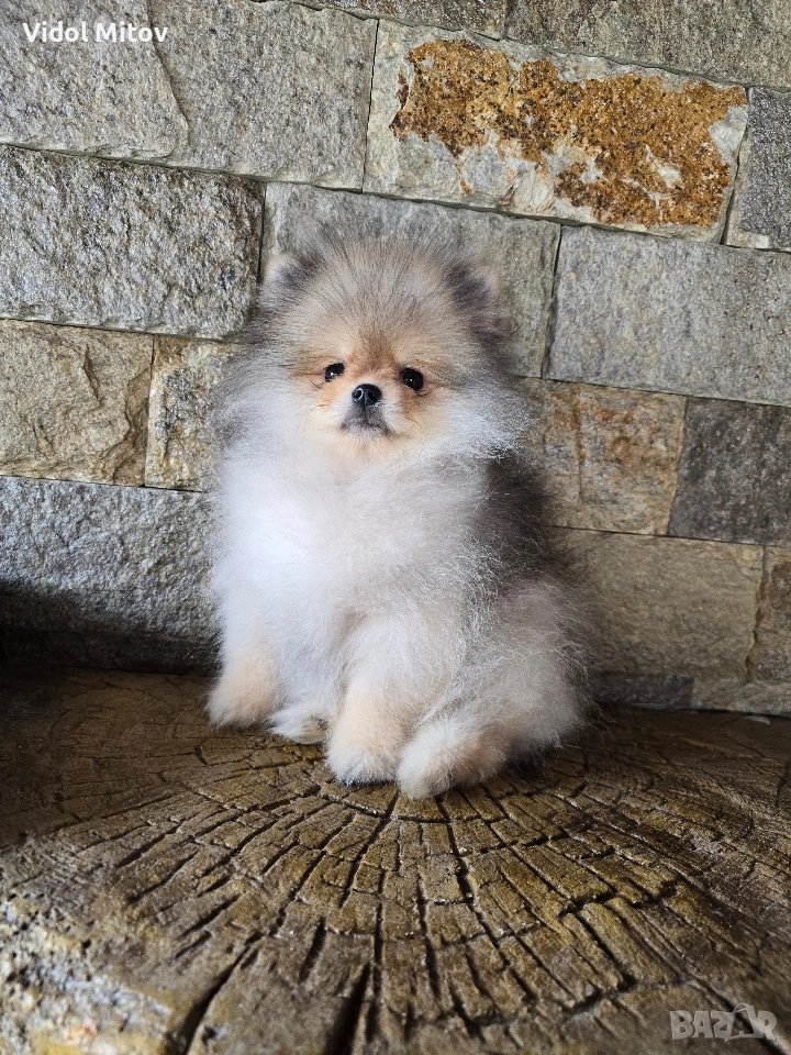 Мини Померан момиче , снимка 1