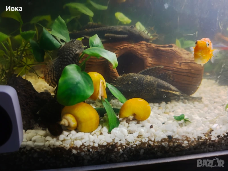 охлюви, снимка 1