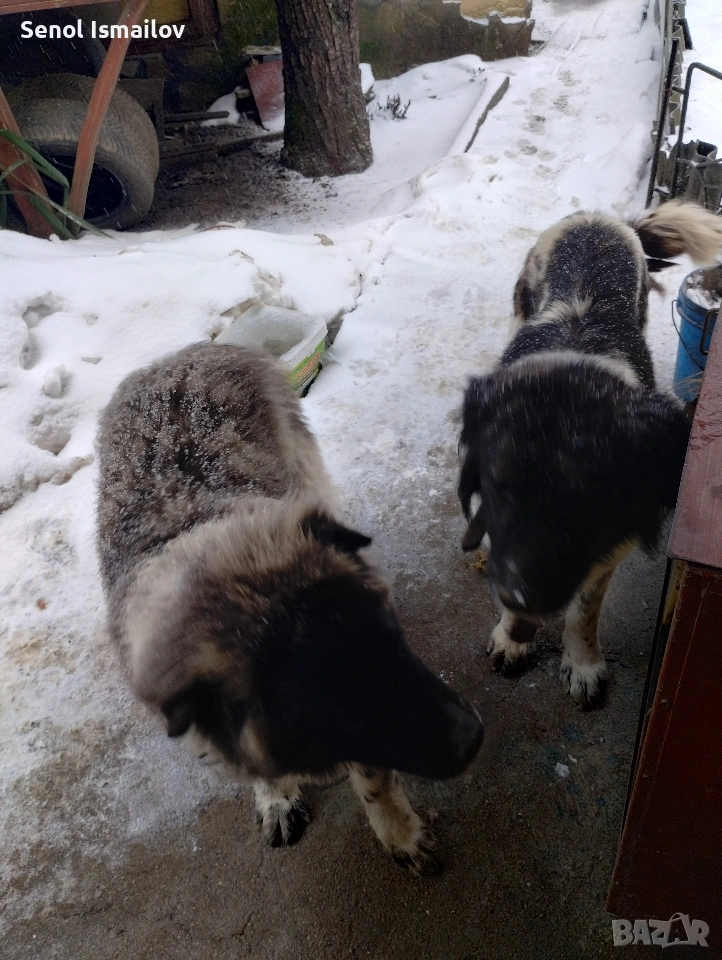 Каракачанска овчарка , снимка 1