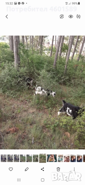 Продавам кози, снимка 1