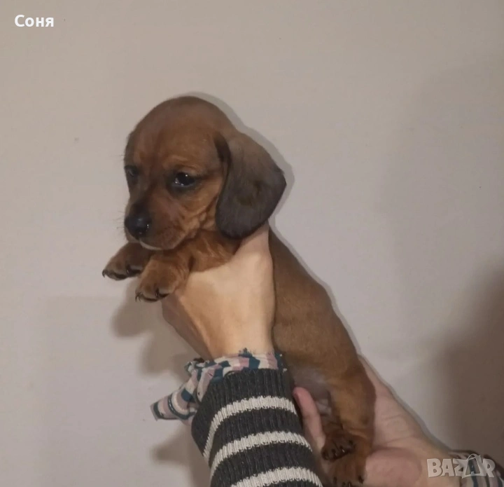 Дакели , снимка 1