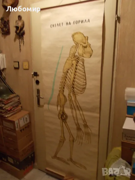 Старинно учебно табло Анатомия, снимка 1