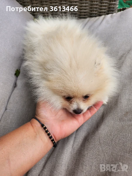 Вс.ваксини Миниатюрен женски померан, снимка 1