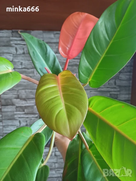 Филодендрон., снимка 1