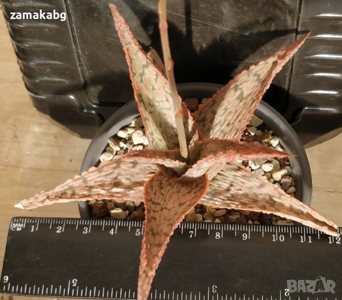 Алое (Aloe Pink Blush), вкоренено сукулентно растение, 12 лв, снимка 1