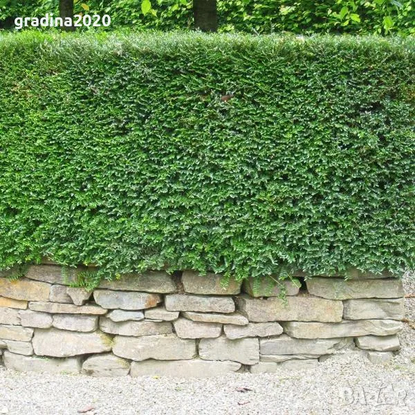 Лоницера “Нитида” / Lonicera “Nitida”6, снимка 1