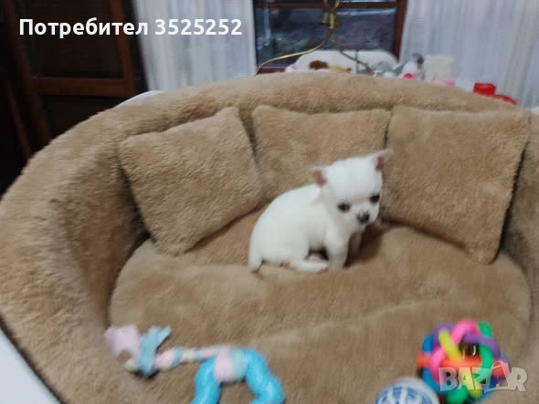 ПРОДАВАМ  ЧИХУАХУА-МИНИ , БЯЛО МОМЧЕНЦЕ НА 2 М. СЪС  ЗДРАВЕН ПАСПОРТ ! , снимка 6 - Чихуахуа - 52811877