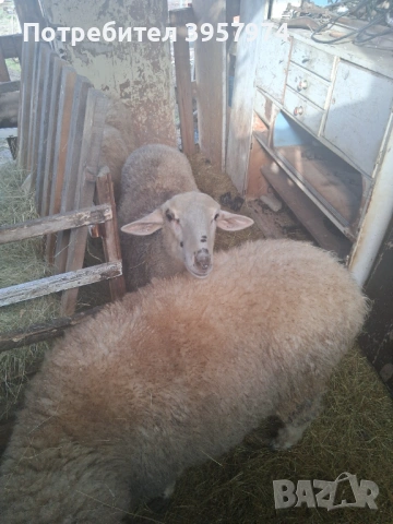 Продавам един коч и три овце