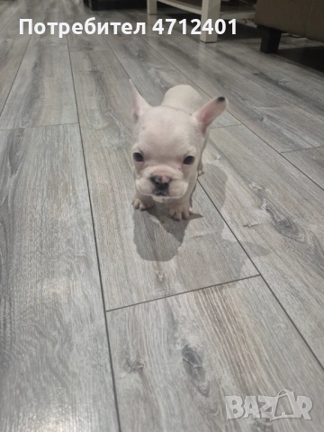 Френски булдог, снимка 2 - Френски булдог - 53140014