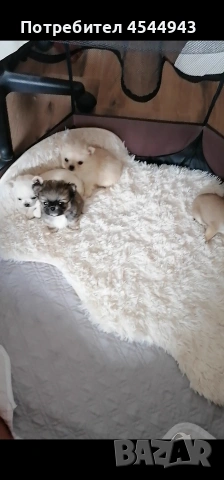 Малки чихуанчета , снимка 5 - Чихуахуа - 53402445