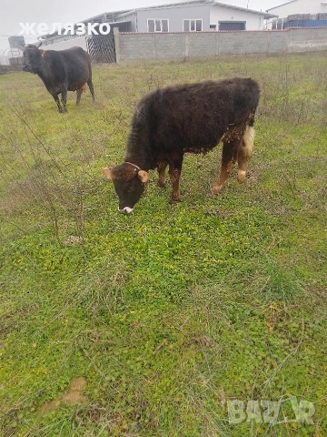 теле , снимка 2 - Крави - 53520501