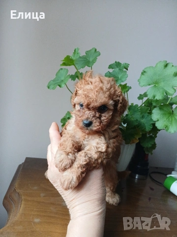 Пудел той , снимка 1