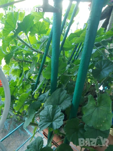 Мушкато,големи,отгледани ОСТАНАЛИ 9бр.ДОГОВАРЯНЕ., снимка 12 - Стайни растения - 51304792