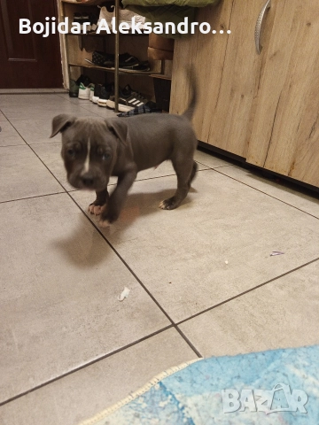 американски питбул/були .налично мъжко , снимка 8 - Питбул - 52580071