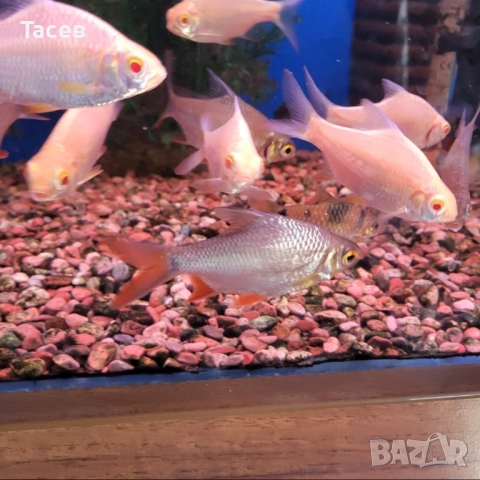 Тинфойл барб 7см