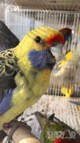 Различни видове папагали , снимка 4 - Папагали - 51972963