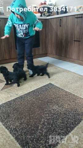 Малки игриви момичета си търсят своя нов дом, снимка 4 - Пудели - 53063476