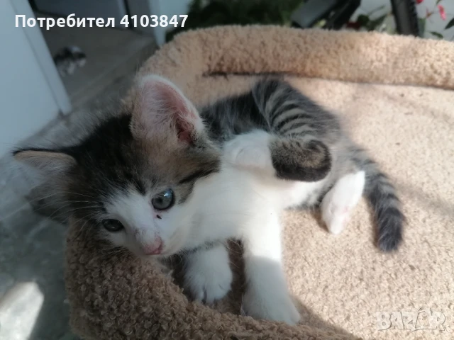 Подарявам котенце, снимка 1