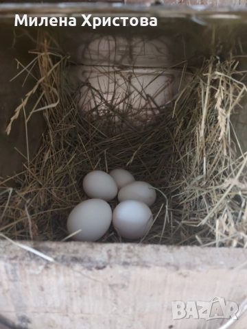 Яйца за люпене от бял легхорн