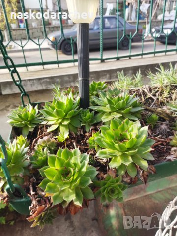 Делелец, африканска роза, снимка 4 - Градински цветя и растения - 32619829