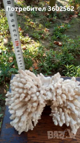 Средиземноморски Бял Корал, снимка 4 - Колекции - 47739448