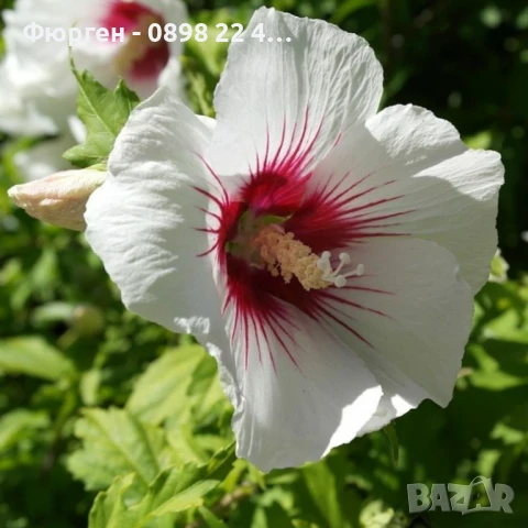 Хибискус Кичест - Дървовидна Ружа, снимка 7 - Разсади - 46564853