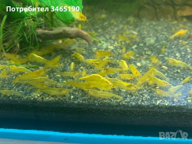 Жълти скариди, Yellow Shrimps, снимка 4 - Рибки - 40658195