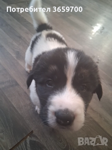 каракачански кученца, снимка 2 - Други - 52433043