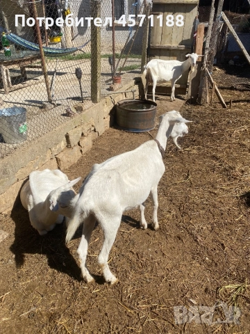 4 Кози, снимка 1