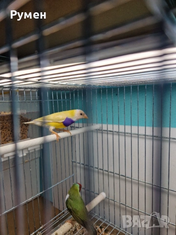 Чифт гулдови амадини, снимка 17 - Амадини - 52976074