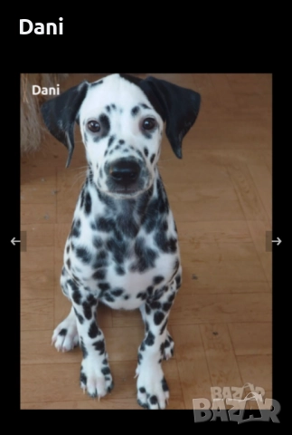 Момиченце далматин, снимка 2 - Далматинец - 52424365
