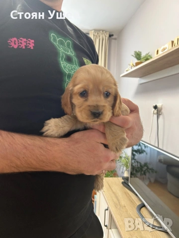 Кокер шпаньол , снимка 3 - Кокер шпаньол - 53218651