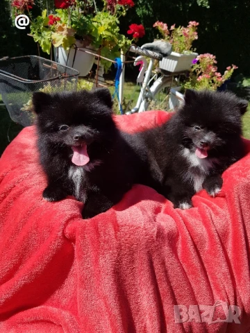 Померан померанчета Гр. София, снимка 1