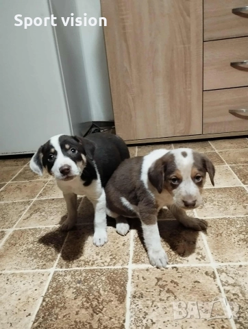 продавам 2 кученца мъжко и женско на 2 месеца, снимка 2 - Пинчер - 52546365