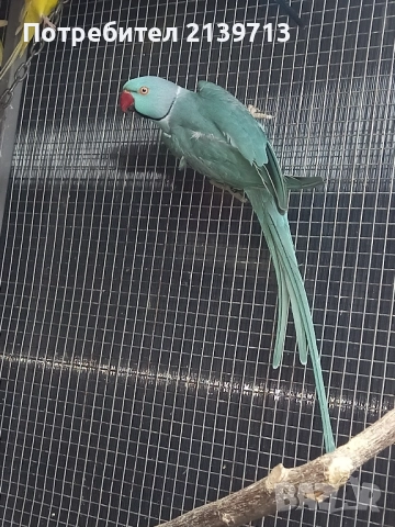 Продавам папагал пенантова розела, снимка 9 - Папагали - 51671575