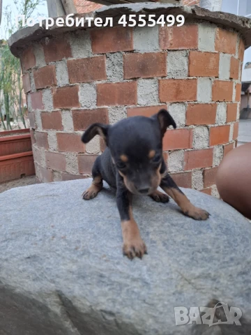 Мини пинчери, снимка 1