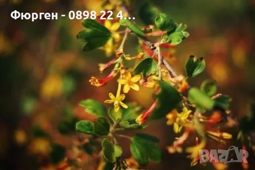 Касис- Френско грозде, снимка 6 - Градински цветя и растения - 27293149